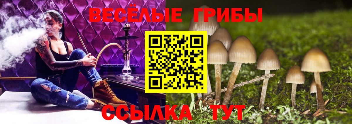 Галлюциногенные грибы мицелий  Вход с VPN  Сунжа  Галлюциногенные грибы Cubensis 