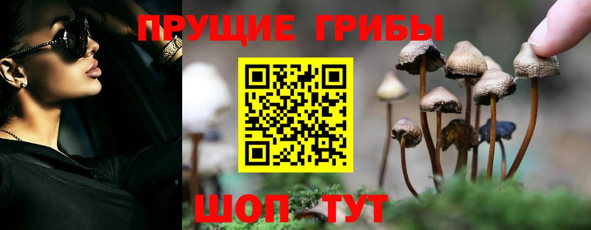 Псилоцибиновые грибы Psilocybe Сунжа